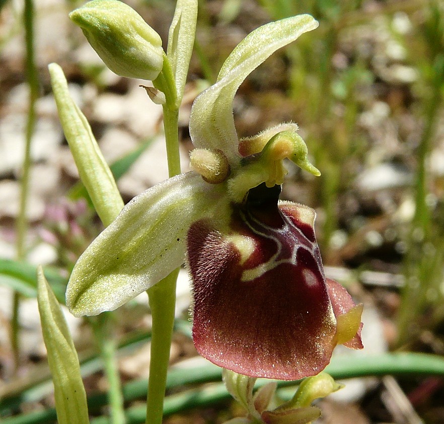 Ibrido: Ophrys fuciflora x O. lacaitae